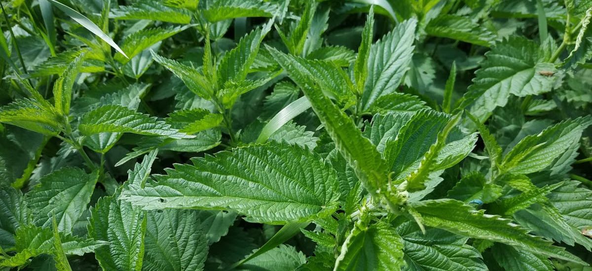 Detailed shot of green stinging nettle leaves in natural habitat, highlighting texture and density.