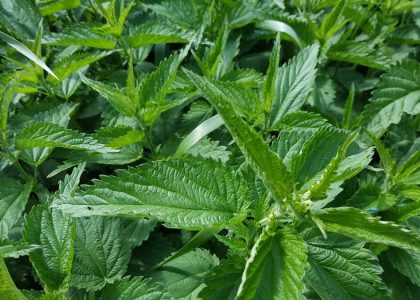 Detailed shot of green stinging nettle leaves in natural habitat, highlighting texture and density.